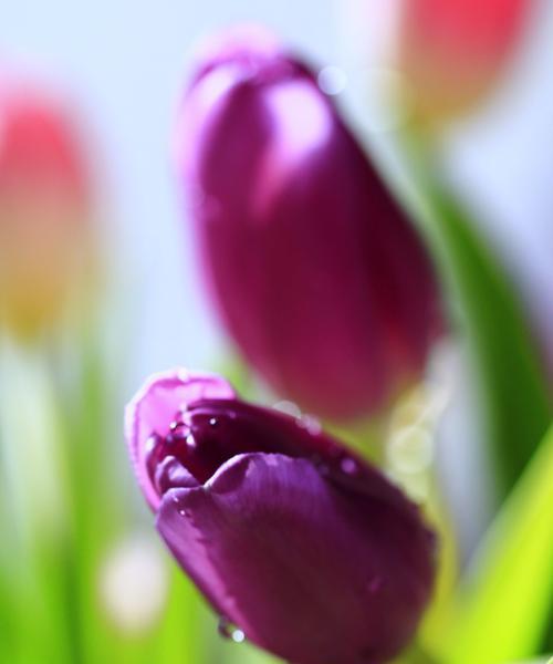 郁金香（花开爱恒久）