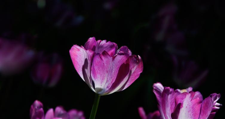 郁金香的象征与寓意（花开盛世）
