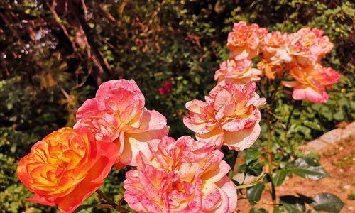 月季的花语及开花时间（传递爱情和美丽的花语之王——月季）
