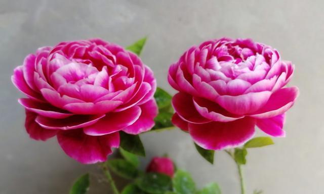 月季花的寓意与象征（探寻月季花的文化意义与美学价值）