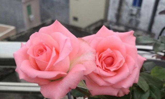 月季花花语象征与寓意（解读月季花的15种寓意）