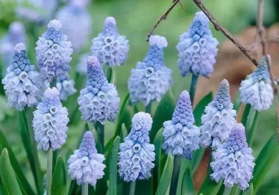 五种代表友谊的花，你都知道吗（探索友谊的五朵花）