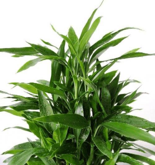 以植物代表生肖——探索自然之象征（拟人化的植物）