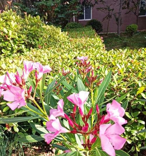 竹子之美——花语与代表意义（探索竹子的花语和象征意义）