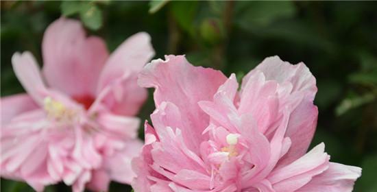 木槿花花语及其寓意剖析（探寻木槿花的花语）