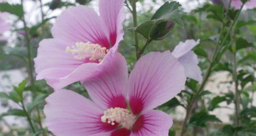 木槿花（探寻木槿花背后的深意）