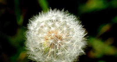 蒲公英的花语和传说（蒲公英）