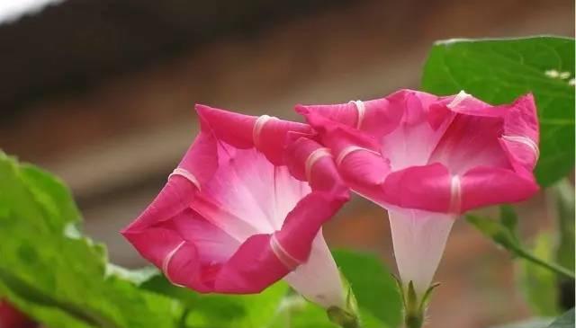 牵牛花（牵牛花的花语与寓意揭秘）