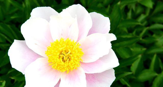 芍药花（揭秘芍药花的花语与意义）