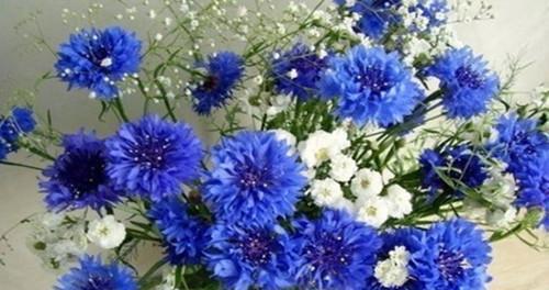 矢车菊之美（探寻矢车菊的花语之谜）