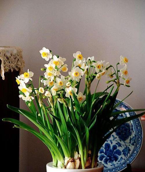 水仙花的象征意义与美丽（解读水仙花的文化内涵）