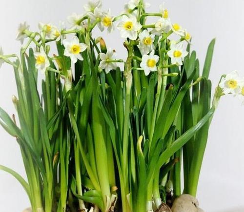 水仙花的寓意与象征（揭示水仙花的含义及其美丽）