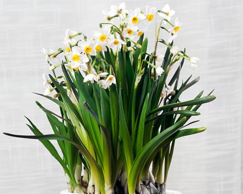 水仙花的寓意与意义（探究水仙花的象征和启示）