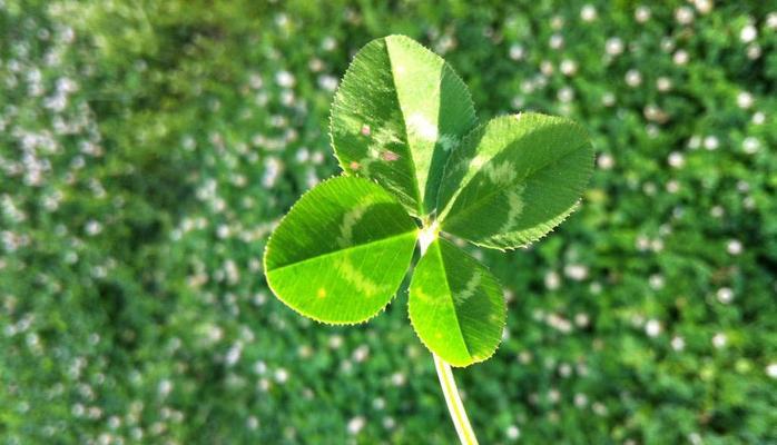 四叶草的神秘力量（揭开四叶草的吉祥密码）