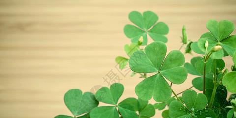 四叶草的寓意与象征（探寻四叶草的幸运之道）