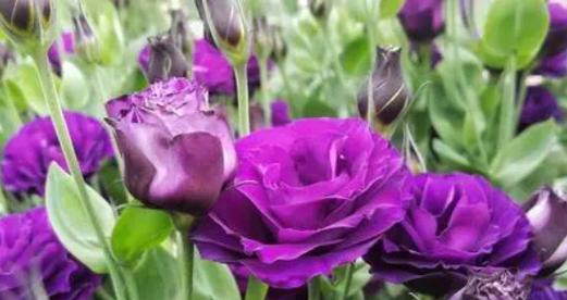 索玛花的花语与意义（探寻索玛花所传达的情感和寓意）