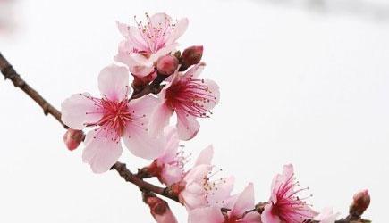 桃花花语及象征意义（桃花的美丽与祝福）
