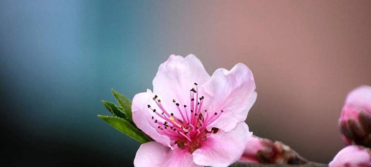 桃花的花语与其象征意义（探究桃花的美丽与寓意）