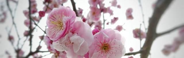 桃花的花语与含义（桃花的美丽诠释着爱情）