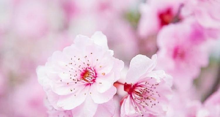 桃花的寓意与象征在古代的重要性（探寻桃花在中国文化中的象征意义）