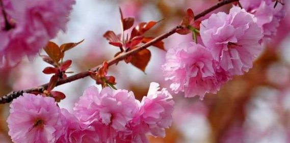 桃花的花语与意义（揭示桃花的花语与象征意义）