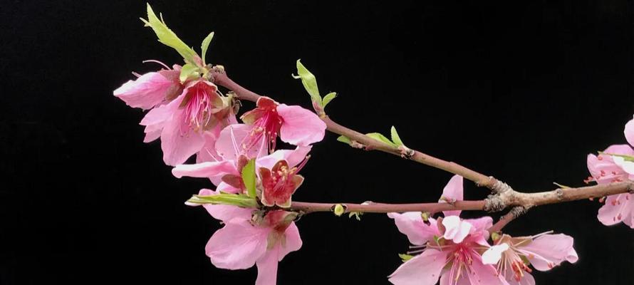 桃花花语之美——春天的希望（桃花花语及其寓意解析）