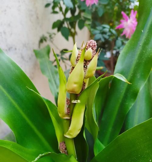 神奇的铁树开花之谜（揭秘铁树开花的奇迹）