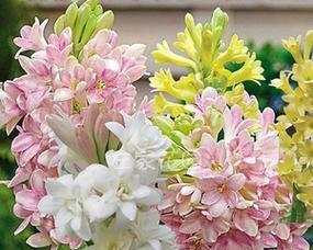 晚香玉花语之美——追溯与诠释（香气缭绕）