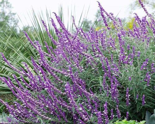 鼠尾草种植全攻略（掌握正确播种时间）