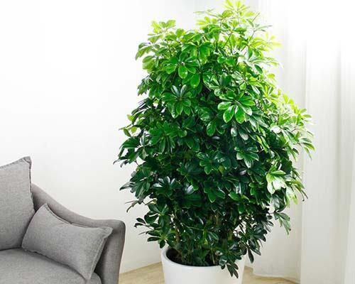 属虎办公室的宜植物（15种适合属虎办公室放置的植物）