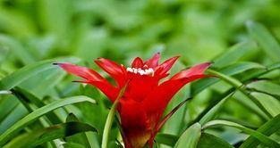 属虎的人该养哪些植物来旺财运（旺财神器）