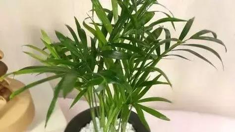 属鸡人的花卉植物指南（探寻属鸡人适合种植的花卉植物）