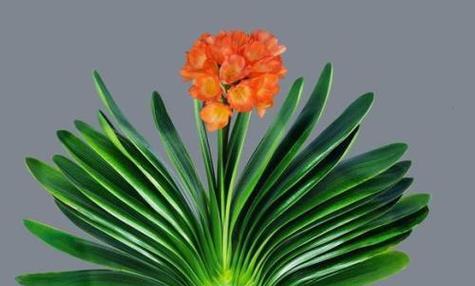 属鸡如何通过养植物来旺财运（掌握这些植物）