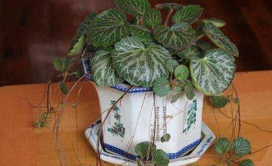 属鸡如何通过养植物来旺财运（掌握这些植物）