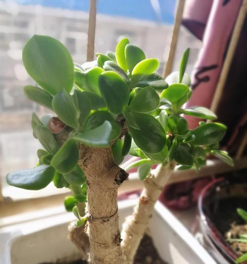 属鸡种植物的选择与养护（探究属鸡种植物特点）