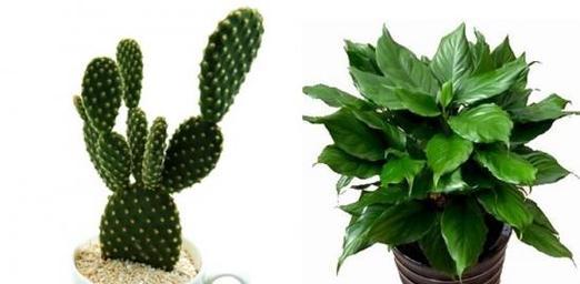 属鸡种植物的选择与养护（探究属鸡种植物特点）