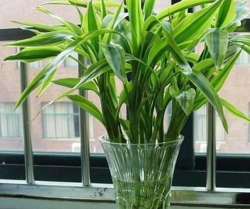 属龙的卧室植物装饰指南（让你拥有舒适宜人的卧室环境）