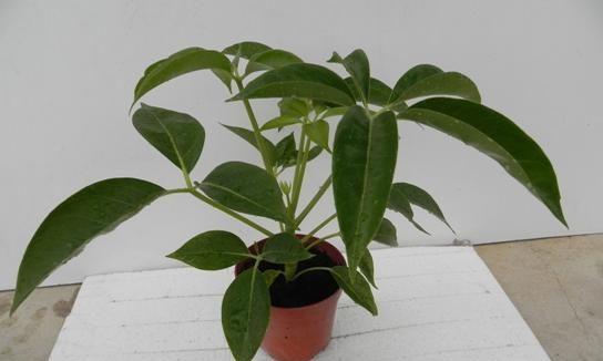属马养什么植物旺财（15种植物助你财源滚滚）