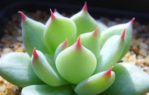 属蛇的宠物花种植指南（从品种到养护）