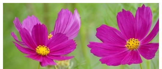 属蛇养什么花好（掌握这些知识）