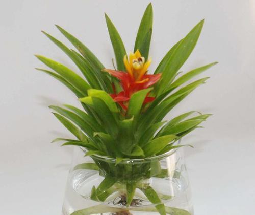 属兔人的花卉养殖指南（选择适合属兔人的花卉）