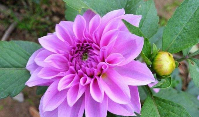 属羊人最适合养的花种，让你的生活充满芬芳（以“清香”为）