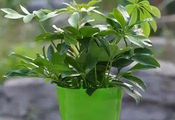 属羊人士必养的旺财植物大揭秘（让你财运亨通）