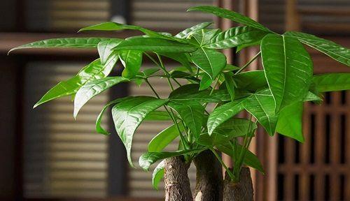 属猪养什么植物旺财（掌握这些植物）