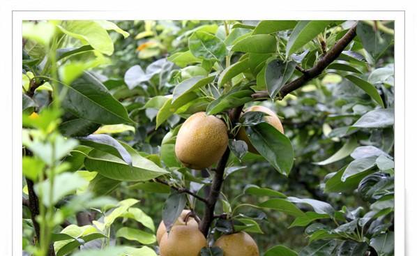 树山梨上市成熟季节及其特点（探究树山梨的生长环境和特点）