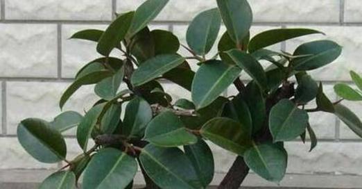 如何繁殖吸财树（掌握繁殖技巧）