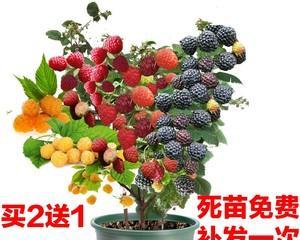 树莓的盆栽养护详解（如何在家中种植健康的树莓）