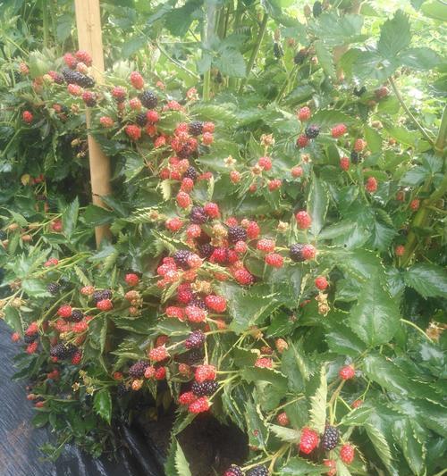 树莓养护指南（让你的树莓生长茁壮）