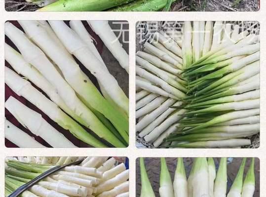 双季茭白的种植与管理（掌握正确的种植时间）