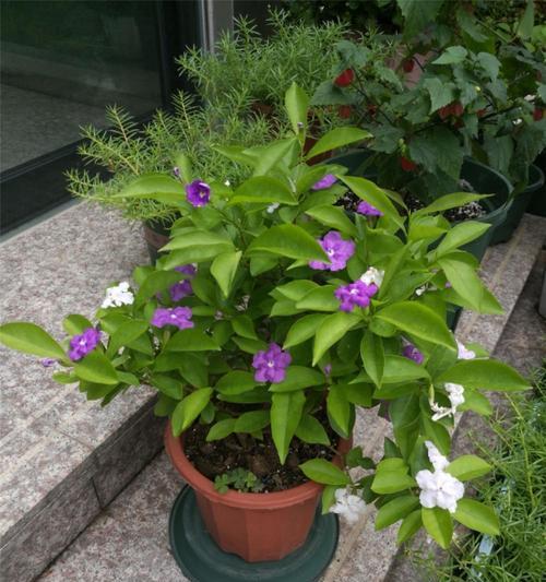 双色茉莉的开花特点及栽培技巧（一年开几次花）
